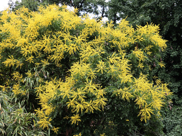 10 GOLDEN RAIN TREE Goldenrain Koelreuteria Paniculata Yellow Flower Seeds
